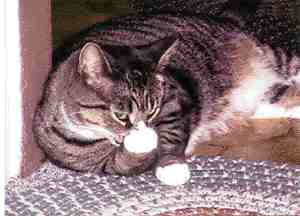 1000107494-1000239447 alternate text for this image