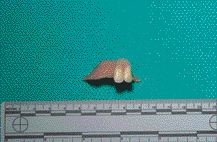 1000198323-1000285040 alternate text for this image