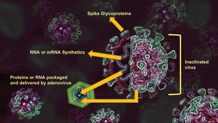 Basic structure of SARS-CoV-2.