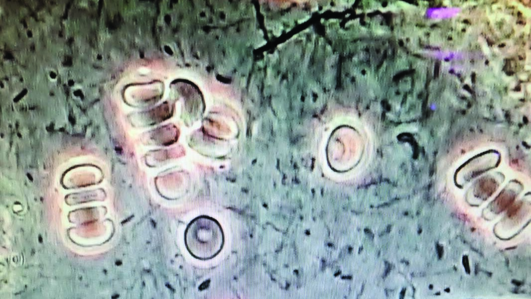 CndJourn-fig3 alternate text for this image