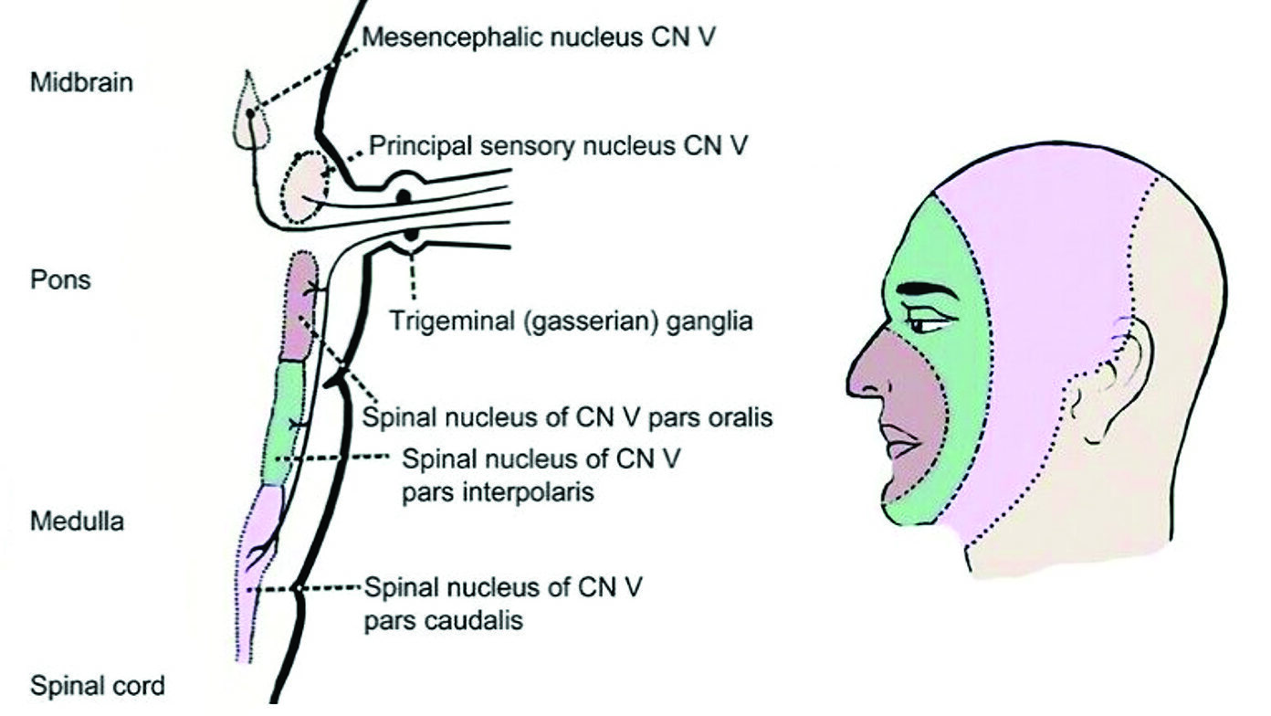 Gominak-fig1 alternate text for this image