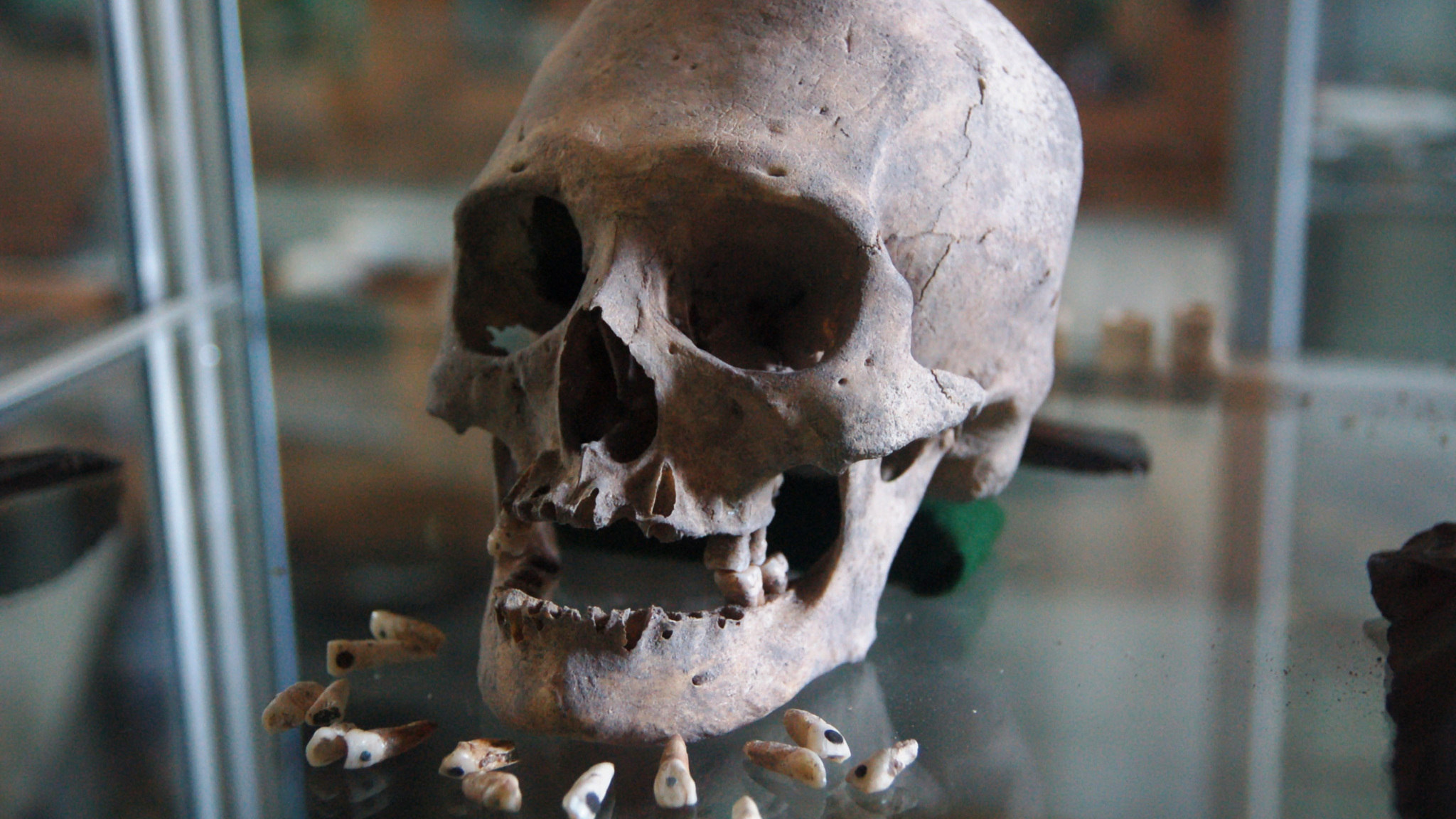 Fossilized teeth and skull shown for illustrative purposes. (iStock)