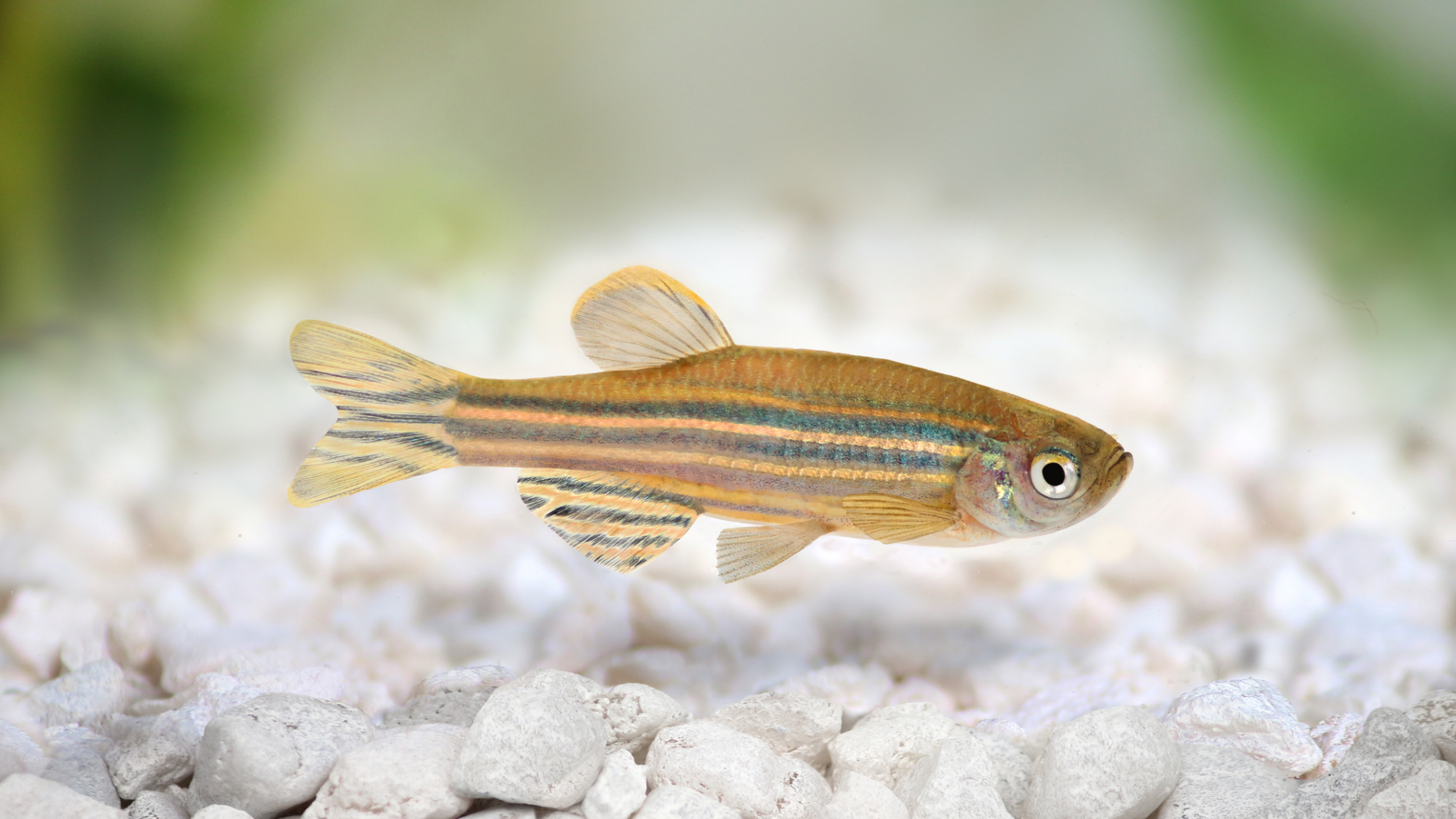 The neural stem cells in zebrafish (pictured) are great when it comes to regenerating tissue after trauma. (iStock)