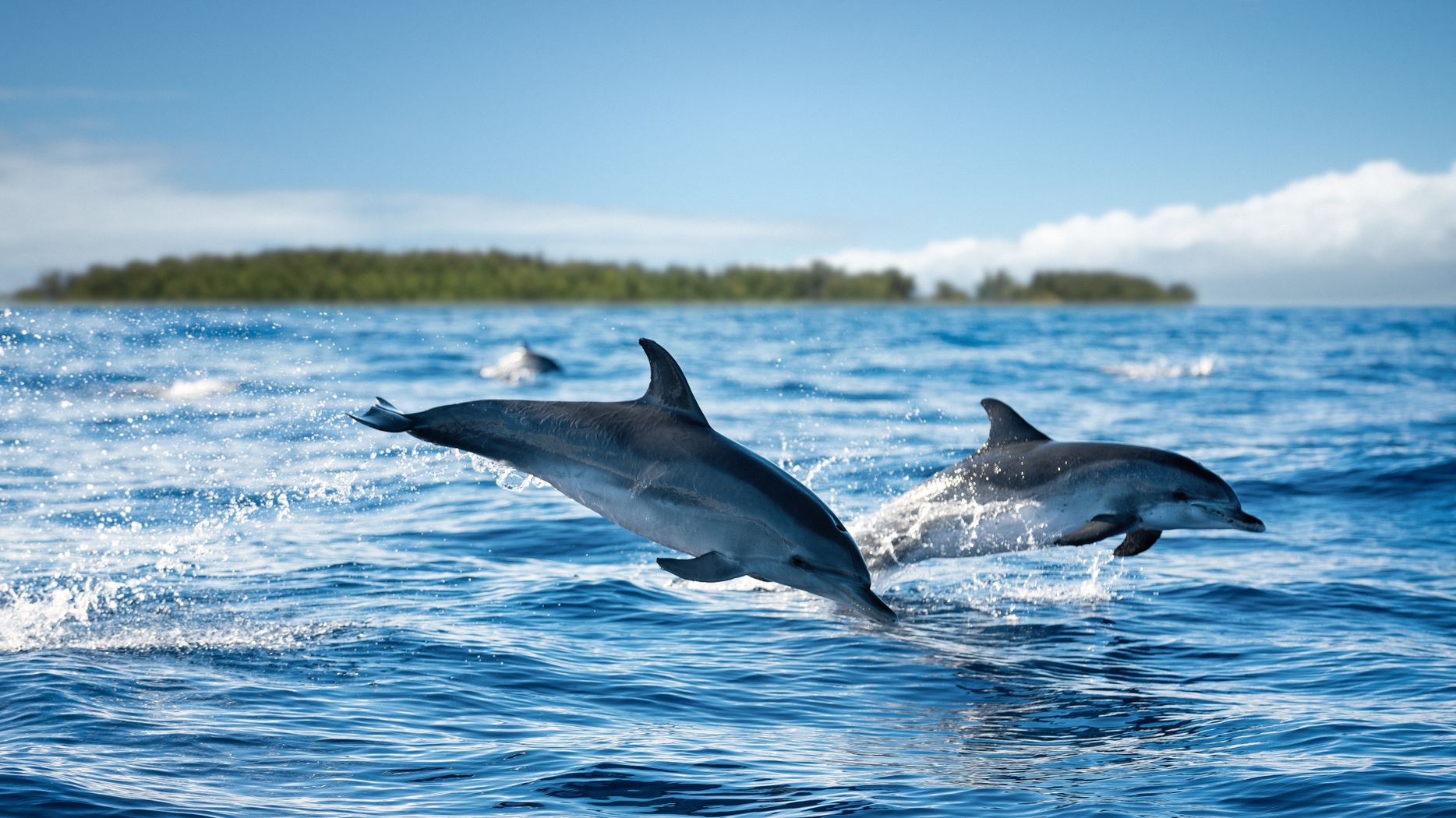 dolphins-study alternate text for this image