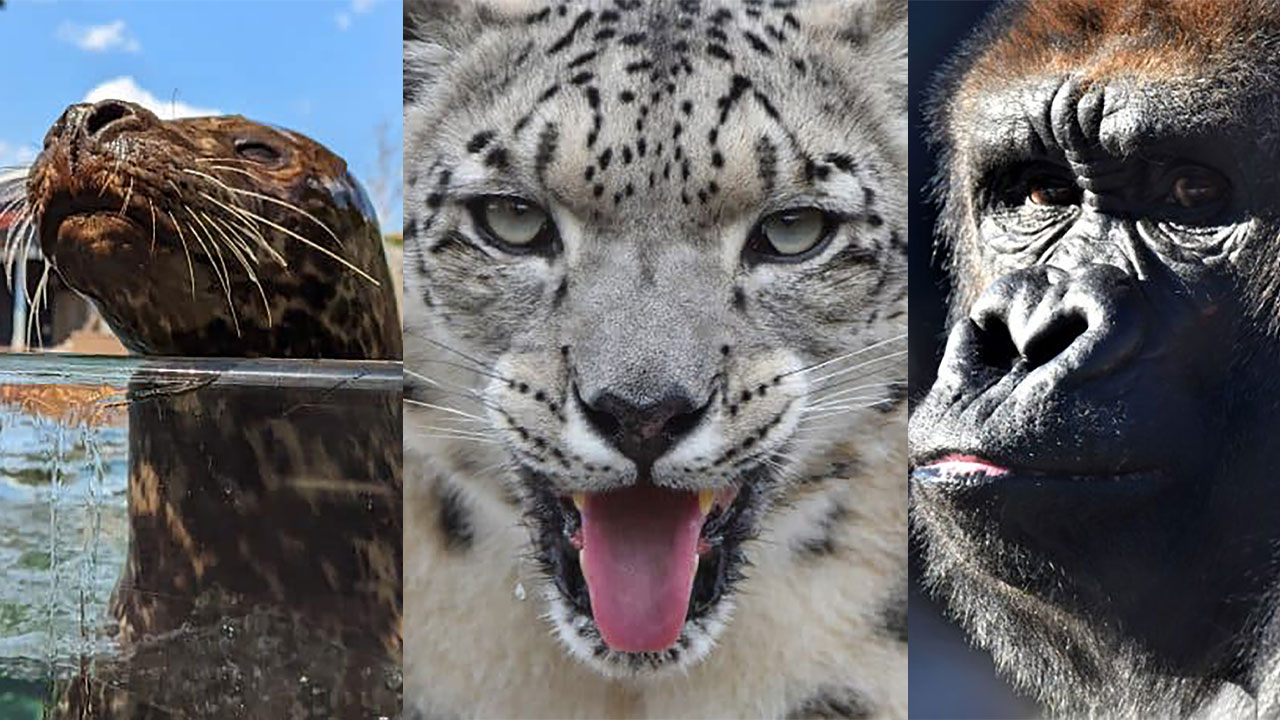 stein-thumbnail alternate text for this image