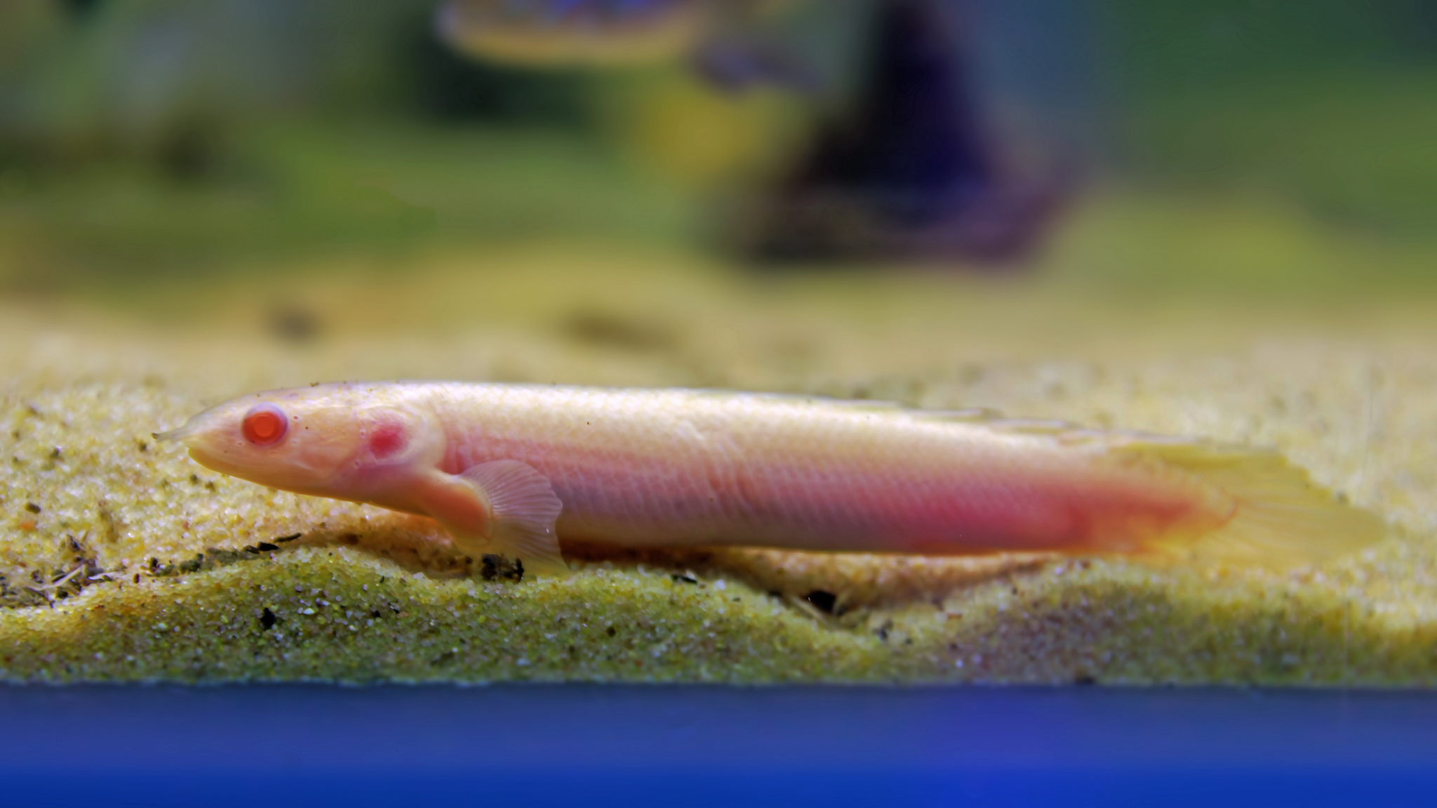 Polypterus-senegalus alternate text for this image