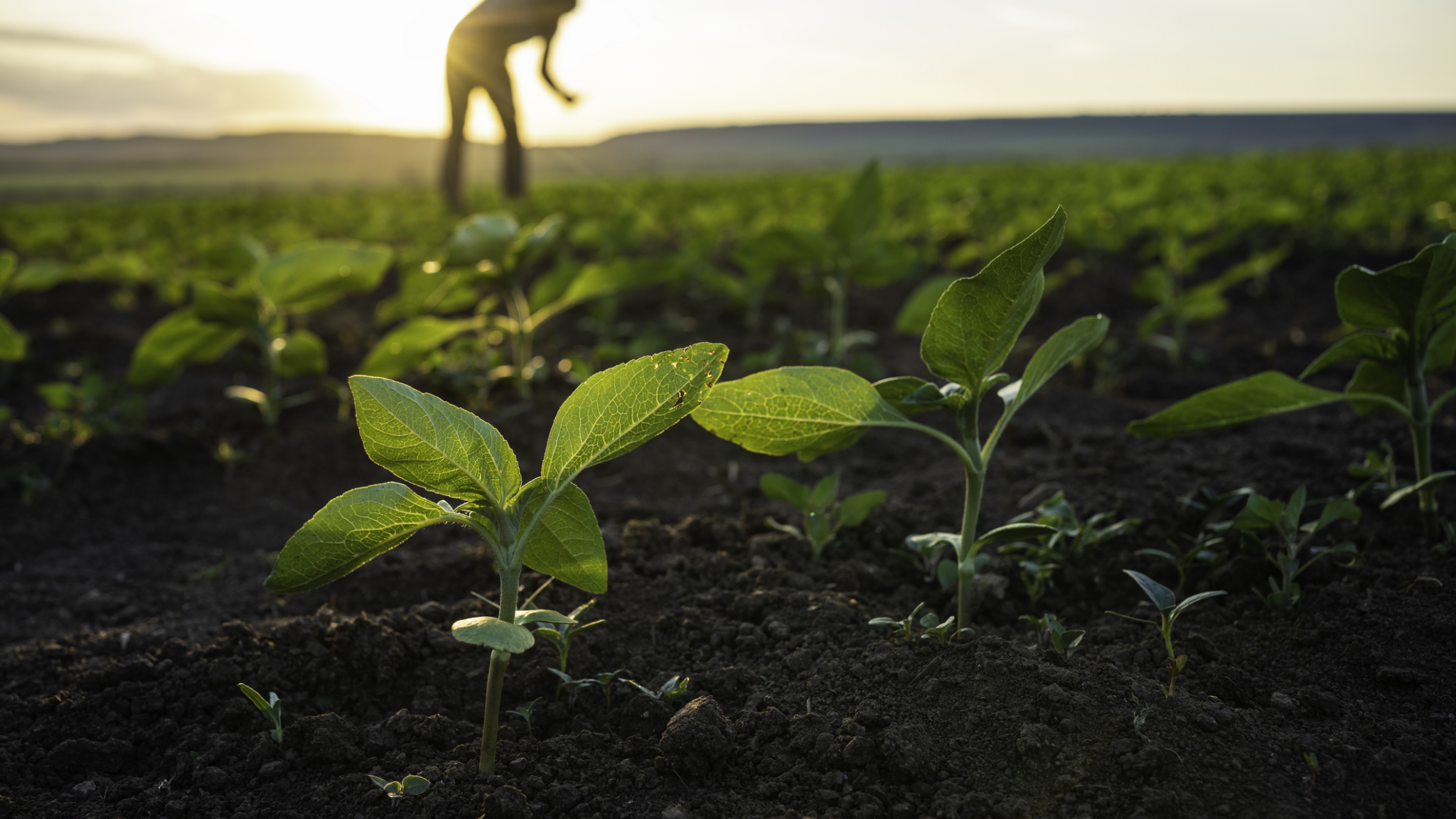 Green, sustainability. Dental Industry and reduce CO2 emissions.