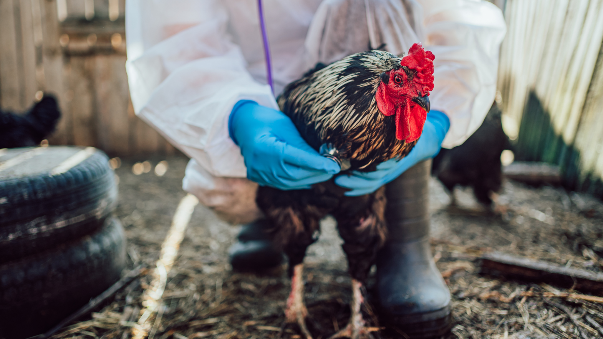 H5N1 and H7N9 are subtypes of avian influenza A viruses, which can cause bird flu. (iStock)