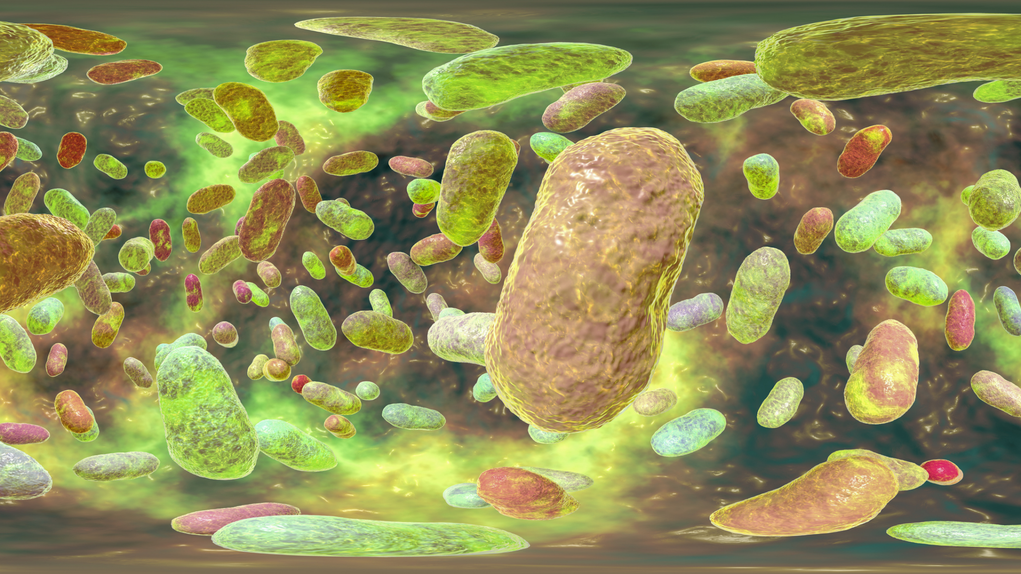 Porphyromonas gingivalis oral bacterium, 360 degree panorama view computer illustration.