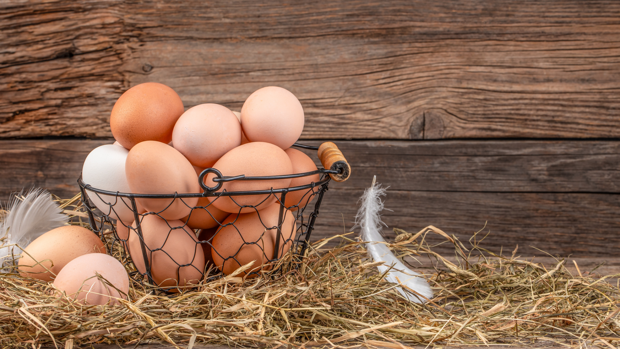 eggs- hydroxyapatite alternate text for this image