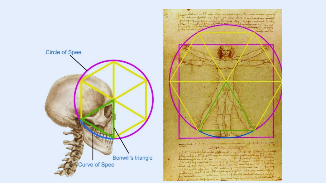 Da Vinci’s Vitruvian Man encodes blueprint of human evolution, says London dental surgeon. (Photo courtesy of Rory Mac Sweeney)