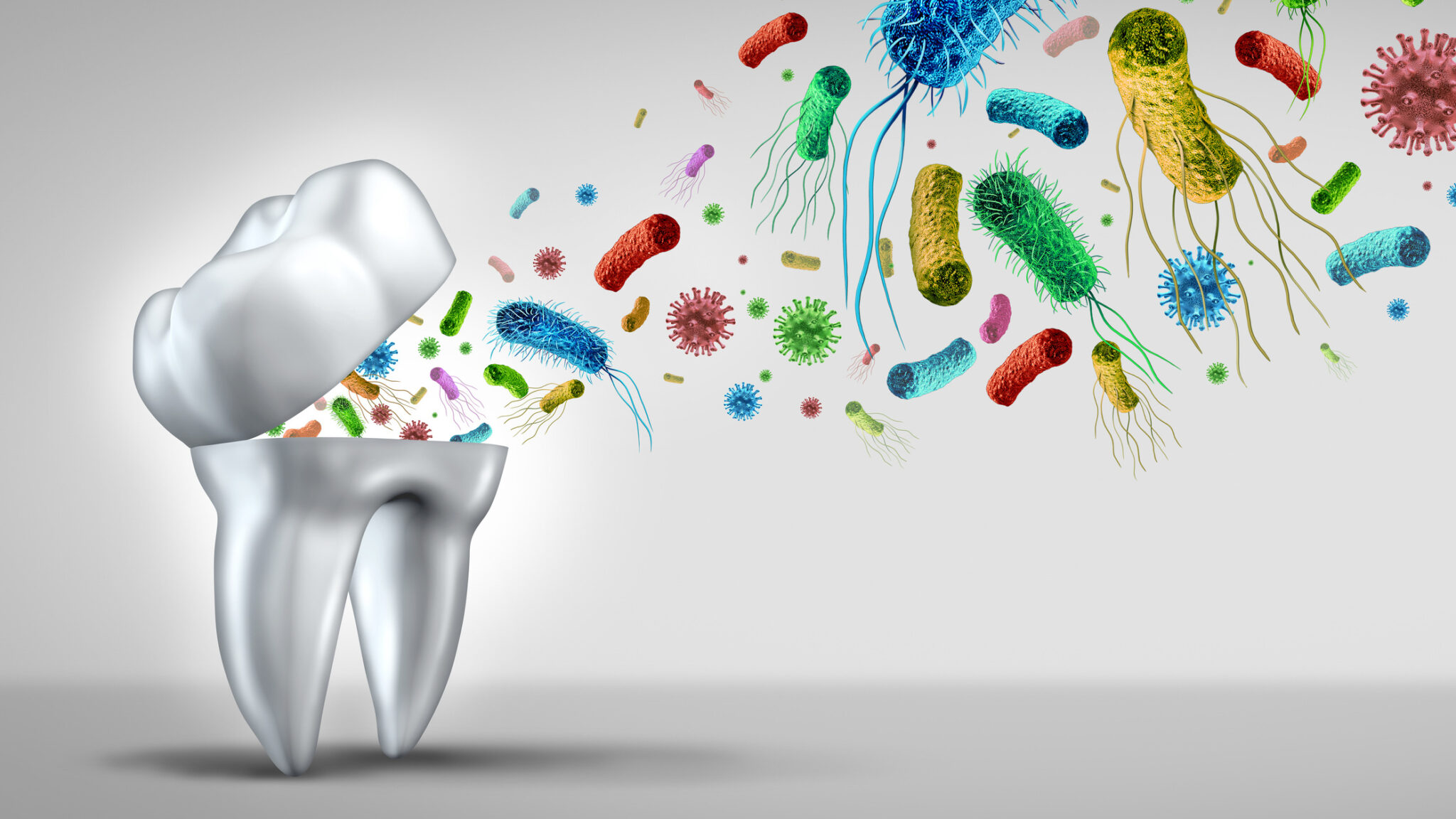 Tooth Germs Teeth Bacteria alternate text for this image