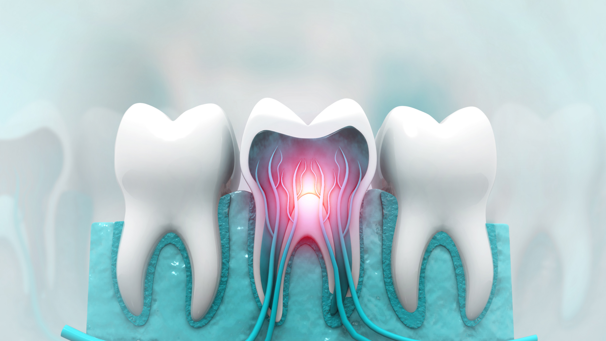 Human tooth structure showing dental nerves. (iStock)
