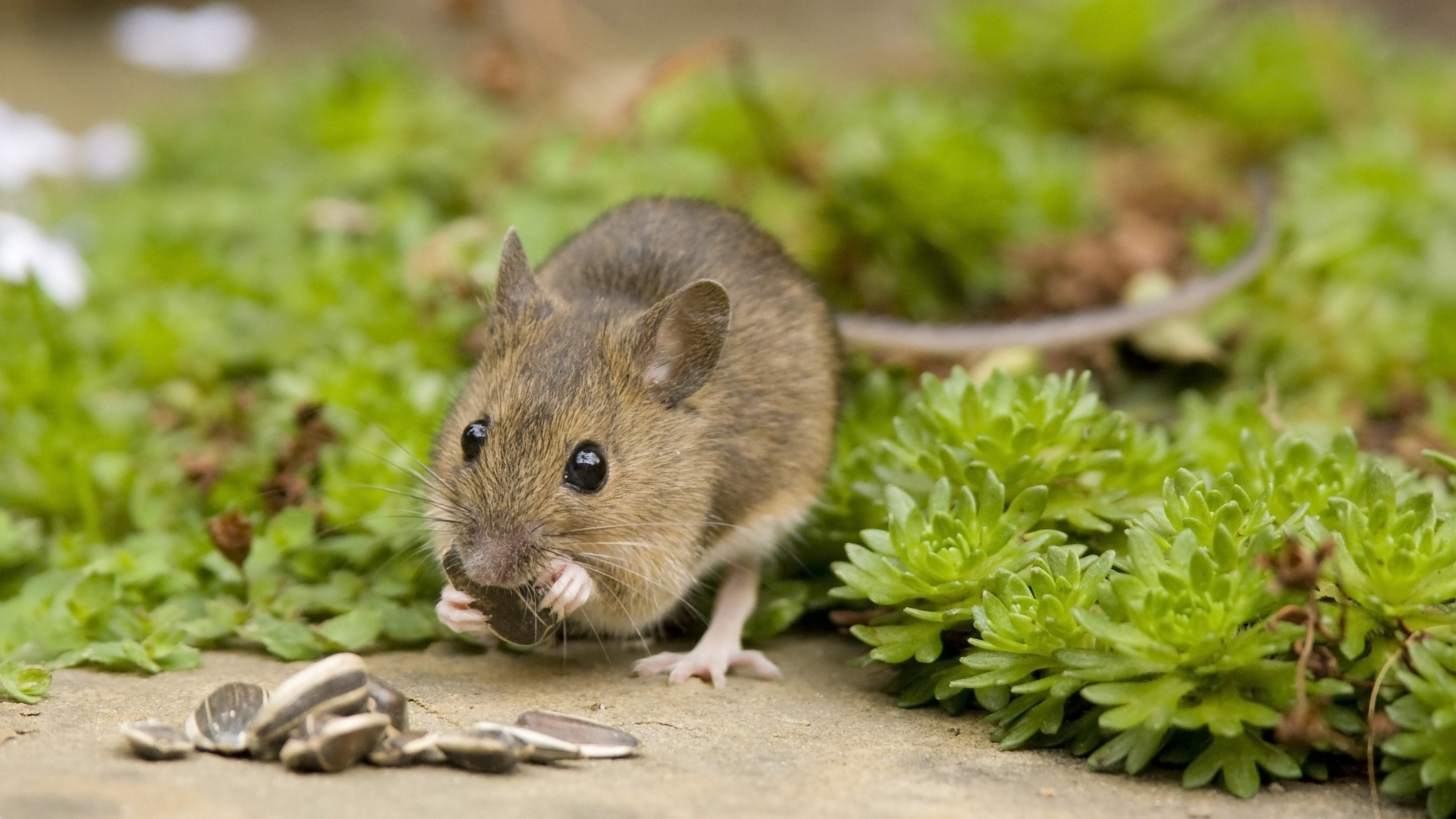 In their experiment, the researchers flossed 50 mice with the floss laced with the vaccine every 2 weeks. (iStock)