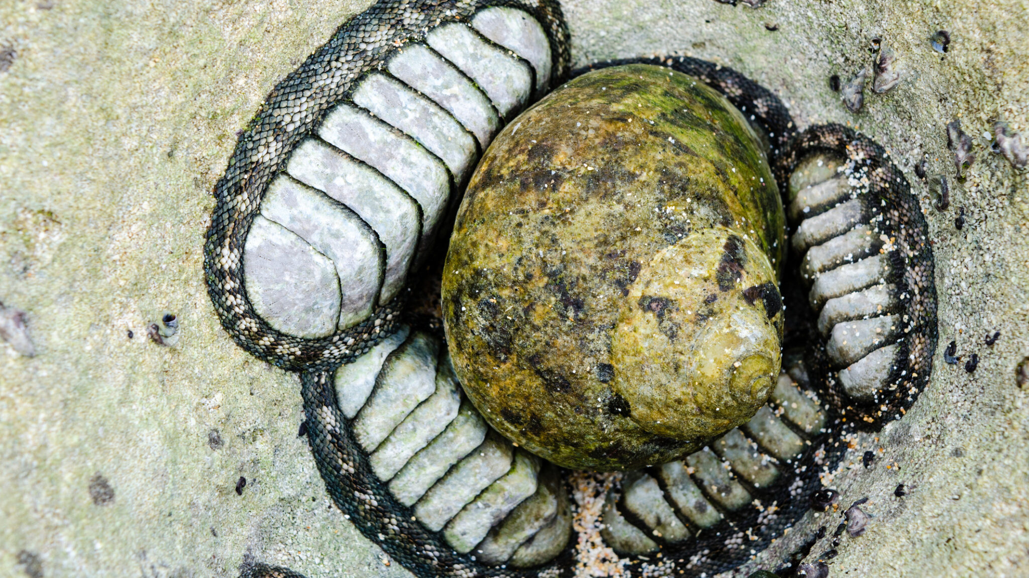 Chiton, locally called Suck Rocks surround a West Indian Top Shell at Building Bay Beach Bermuda