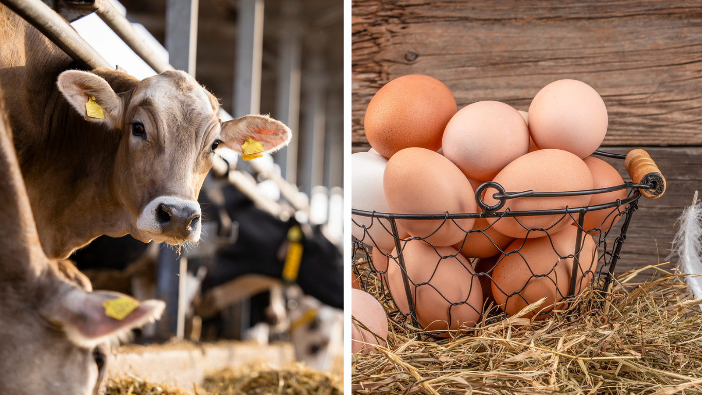 bovine and eggshells for implants alternate text for this image