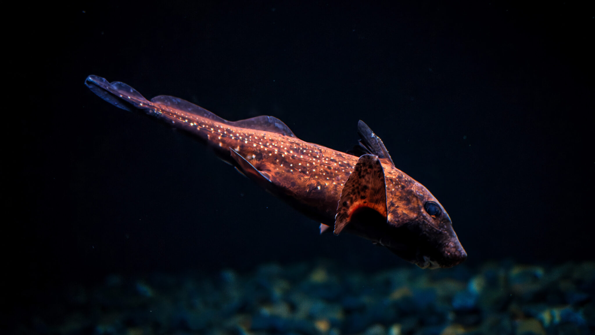 Spotted ratfish Hydrolagus colliei fish underwater in sea. (iStock)