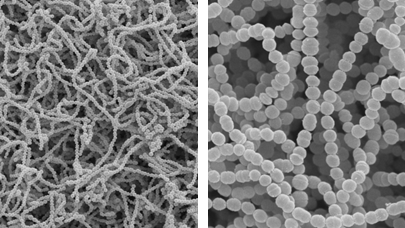 oral-probiotics-gong alternate text for this image