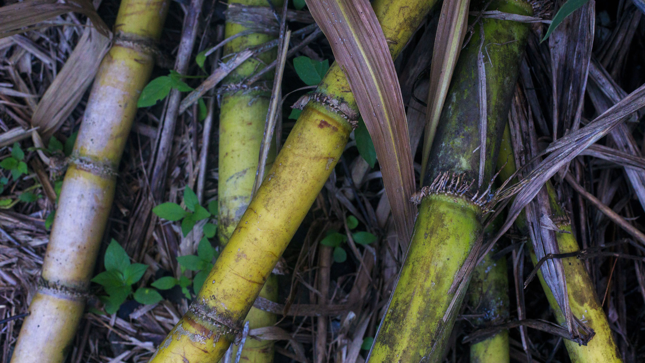 The CANECPI-5 mouthwash is derived from a sugarcane protein. In laboratory testing, the protein bound directly to tooth enamel and significantly reduced demineralization. (iStock)